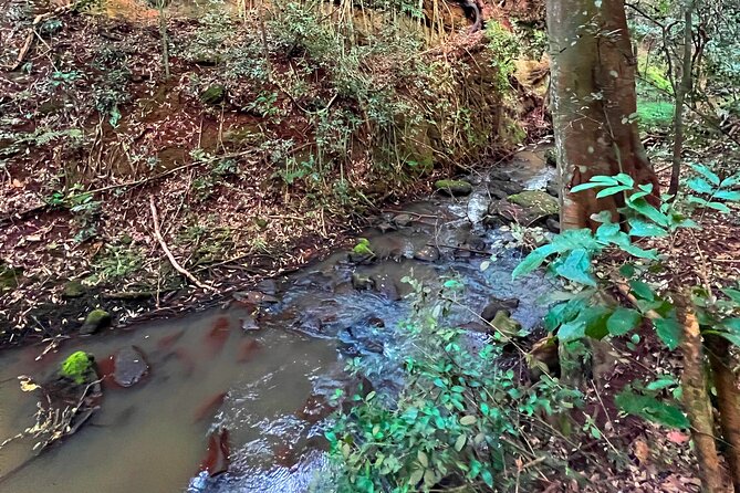 Karura Forest Nature Trail - What happens during the 8 a.m. pickup