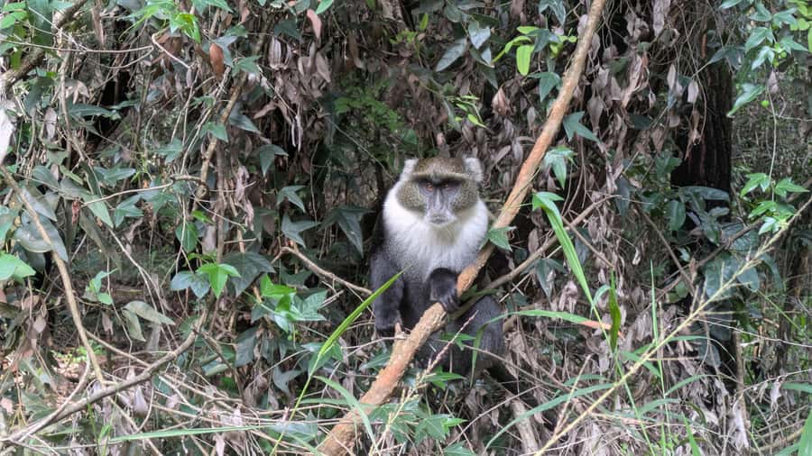 Karura Forest: Walking tour with Nature and Waterfalls. - What the $40 price really buys you
