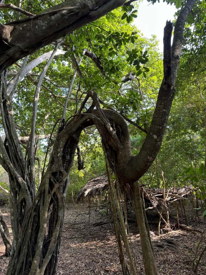 Kaya Kinondo Sacred Forest Guided Tour - Key points about Kaya Kinondo Sacred Forest