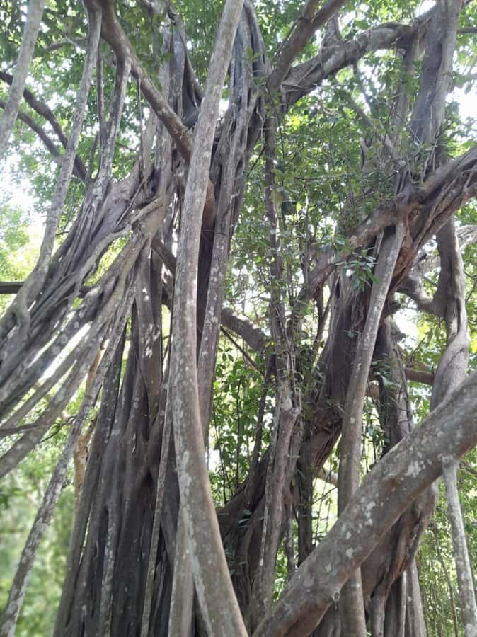 Kaya Kinondo Sacred Forest Guided Tour - Reaching Kaya Kinondo from Diani