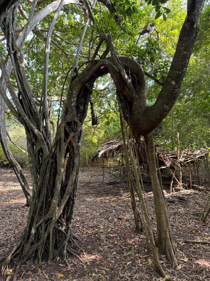 Kaya Kinondo Sacred Forest Guided Tour - The welcome, briefing, and traditional clothing