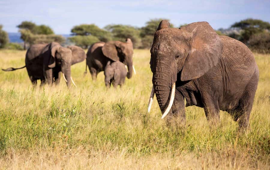 Kenya: 6-Day Camping Safari Group Joining - Key points at a glance