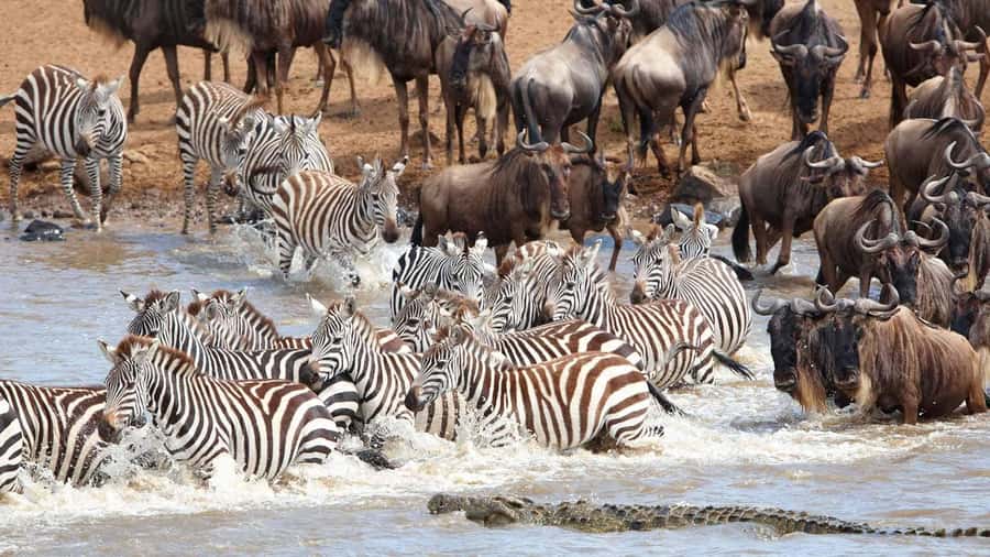 Kenya: 6-Day Camping Safari Group Joining - What this six-day safari is really offering