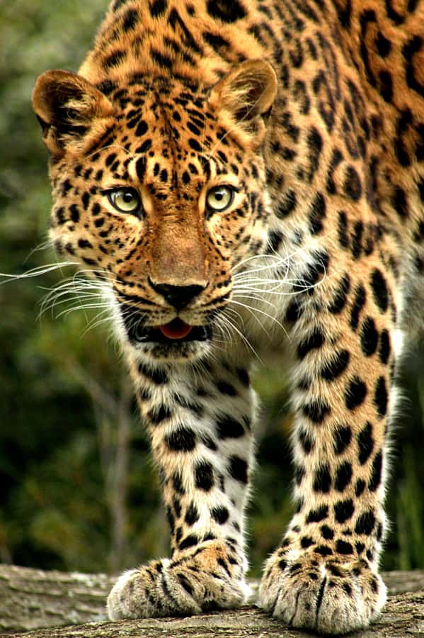 Kenya: 6-Day Camping Safari Group Joining - Day 2: A full Amboseli game drive