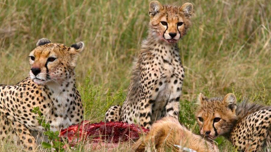 Kenya: 6-Day Camping Safari Group Joining - Day 3: Amboseli, Nairobi, and the Great Rift Valley