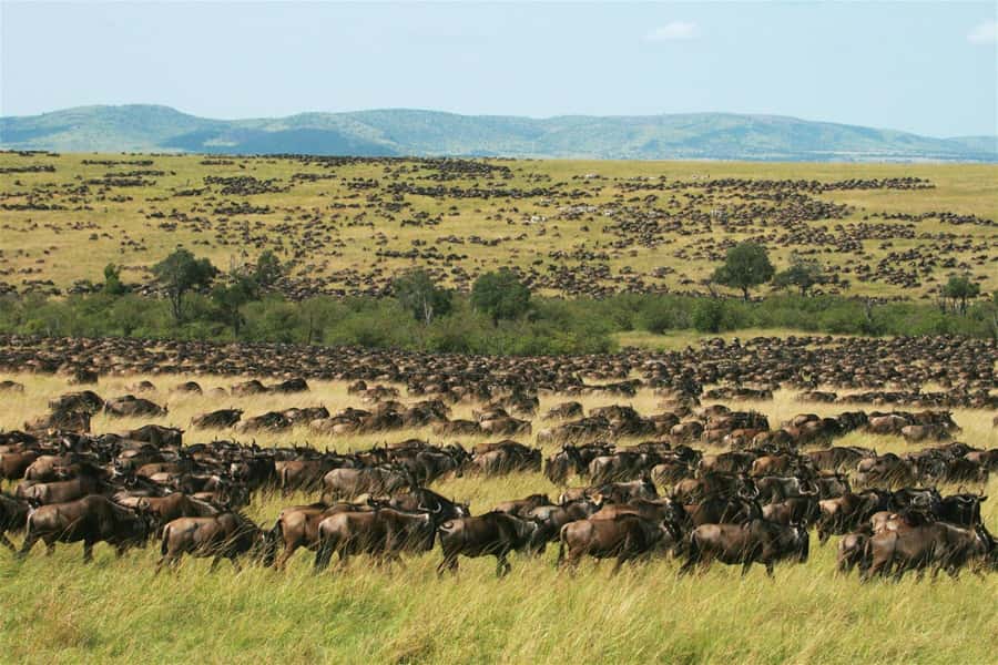 Kenya: 6-Day Camping Safari Group Joining - Day 4: Lake Nakuru to the Masai Mara