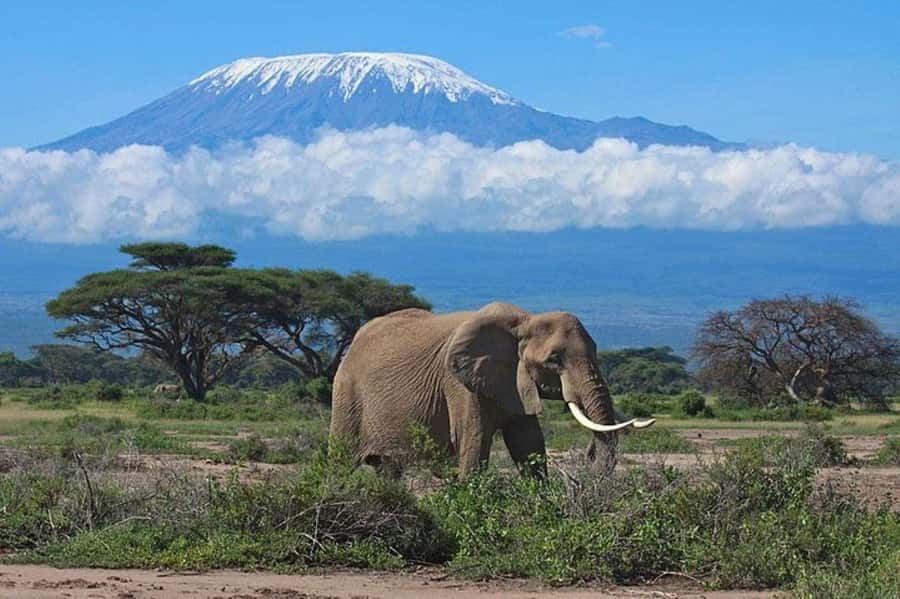 Kenya: 7-Day Big 5 Safari Tour from Nairobi - A seven-day route with four very different parks