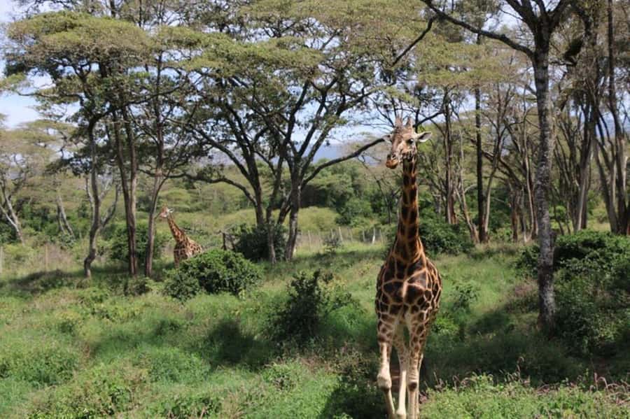 Kenya: 7-Day Big 5 Safari Tour from Nairobi - Day 2: A full day in Maasai Mara