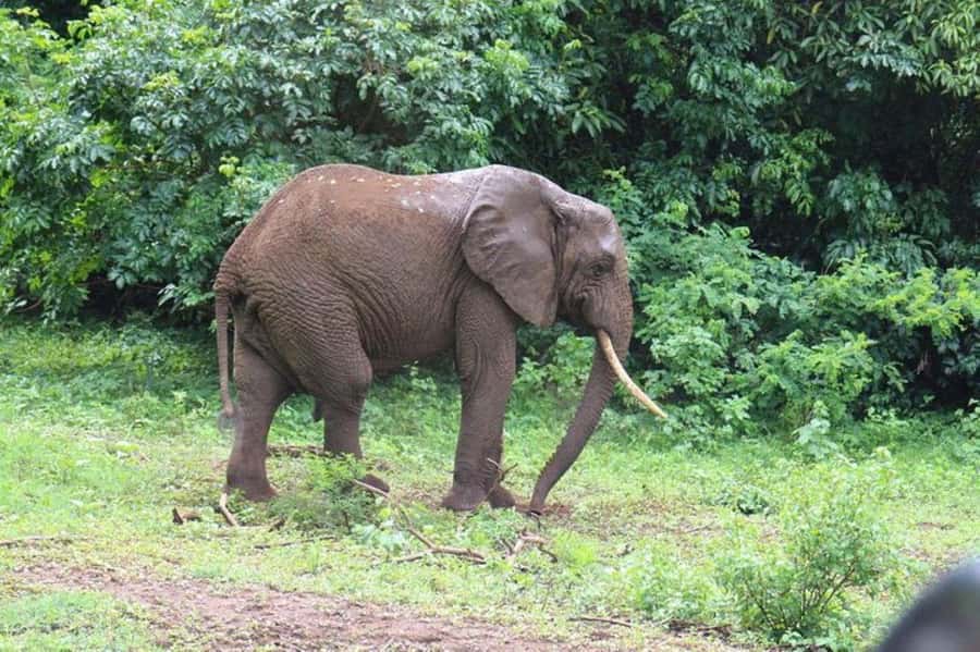 Kenya: 7-Day Big 5 Safari Tour from Nairobi - Day 7: Returning to Nairobi