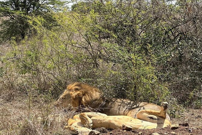 Kenya safari - Day 6: Balloon views and Maasai culture