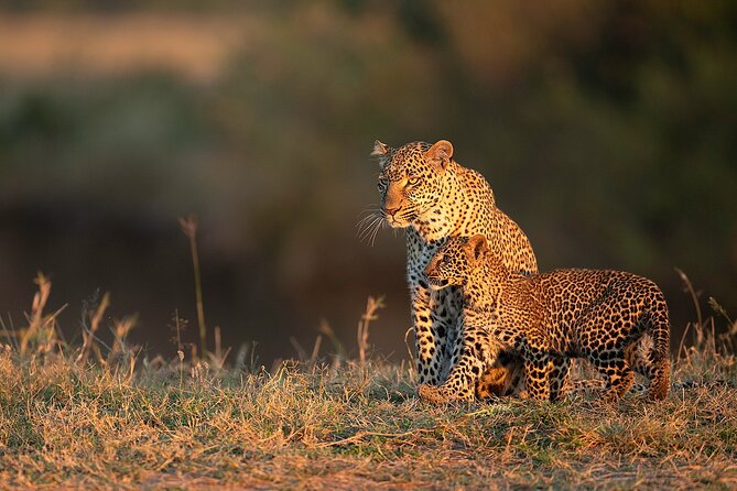 Kenya Safari: Amboseli, Lake Naivasha & Masai Mara - Day 4: Boat ride first, Masai Mara game drive later