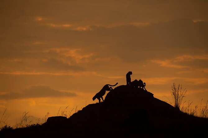 Kenya Safari: Amboseli, Lake Naivasha & Masai Mara - Days 5 and 6: Two full days in the Masai Mara