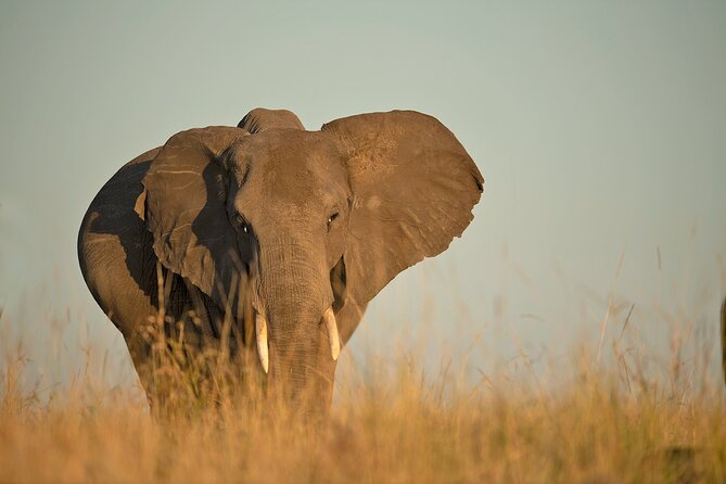 Kenya Safari: Amboseli, Lake Naivasha & Masai Mara - Lodges, food, and the comfort level