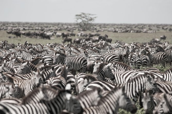 Kenya Tanzania Herdtracker Migration Safari - 08 Days - Crossing into Tanzania at Sirare