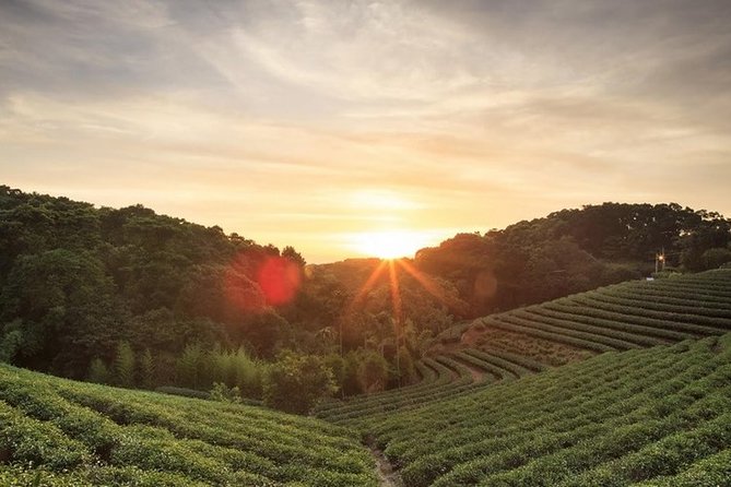 Kiambethu Tea Farm Full-Day Tour from Nairobi with Lunch - Key Things to Know Before You Go