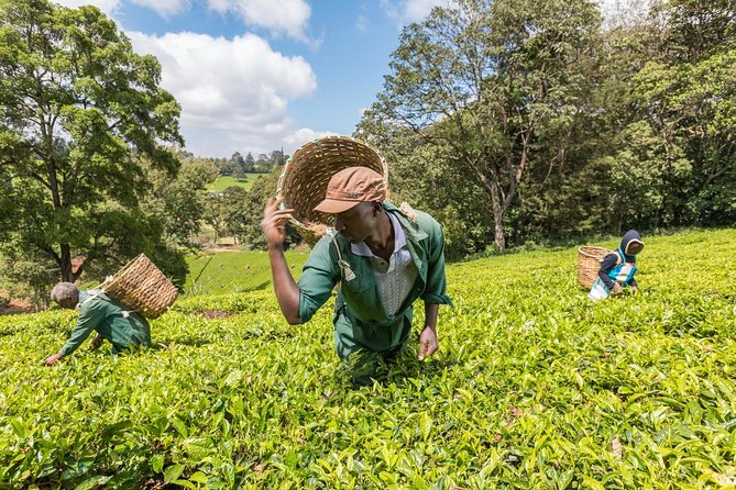 Kiambethu Tea Farm Full-Day Tour from Nairobi with Lunch - Why Kiambethu Feels Different From a Standard Nairobi Excursion