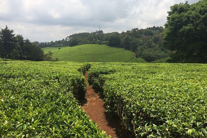 Kiambethu Tea Farm Full-Day Tour from Nairobi with Lunch - Learning How Tea Grows and Is Made