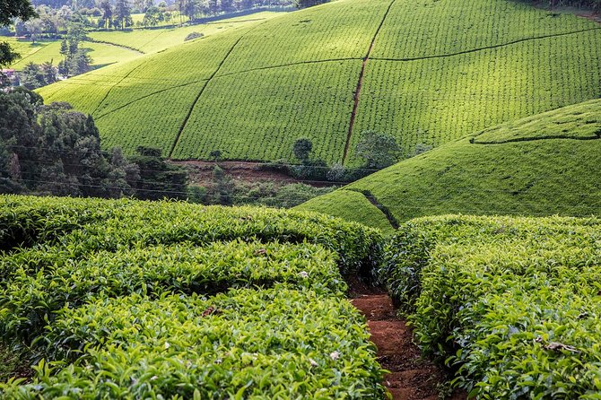 Kiambethu Tea Farm Full-Day Tour from Nairobi with Lunch - Is the $160 Price Good Value?