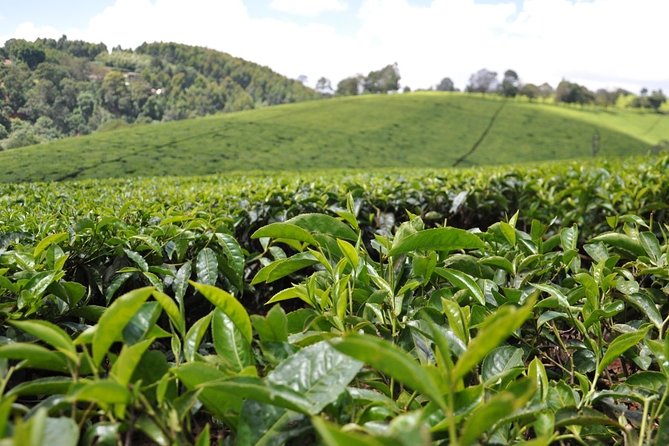 Kiambethu Tea Farm Full-Day Tour from Nairobi with Lunch - From Nairobi to the Farm