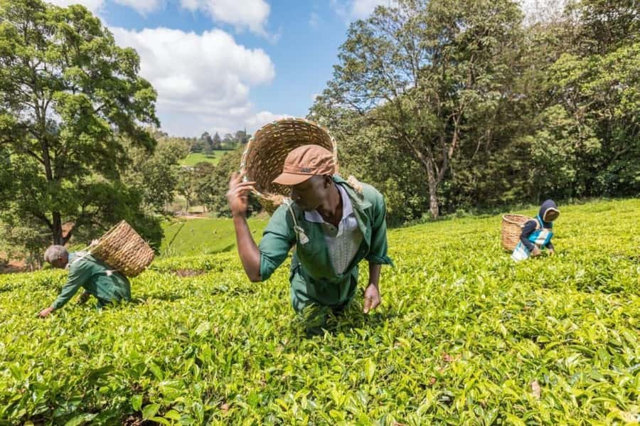 Kiambethu Tea Farm Tour (All Inclusive) - Why Kiambethu works as a Nairobi day trip