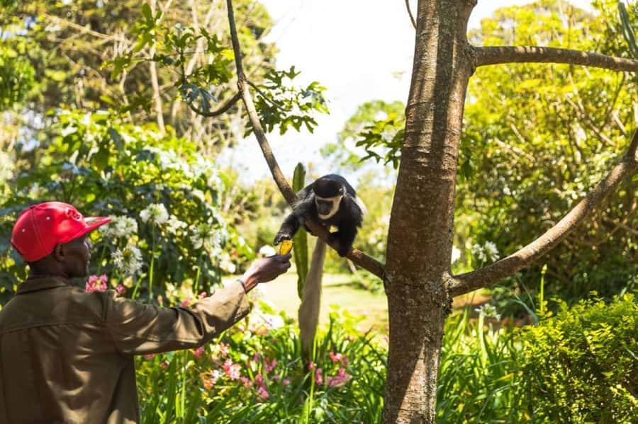 Kiambethu Tea Farm Tour (All Inclusive) - Seeing how tea is grown and harvested