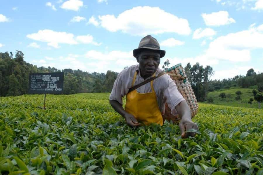 Kiambethu Tea Farm Tour (All Inclusive) - Who should book Kiambethu Tea Farm