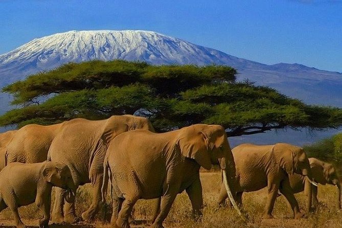 Kilimanjaro Special-( Tsavo West, Amboseli & Tsavo East Safari) (MINIMUM 2 PAX) - Tsavo West and the search for rhino
