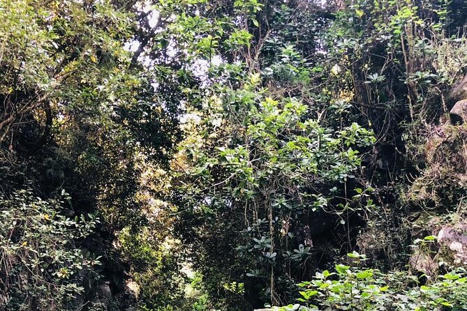 Kilimanjaro Wanderlust Day Hike - What the $55 price really covers