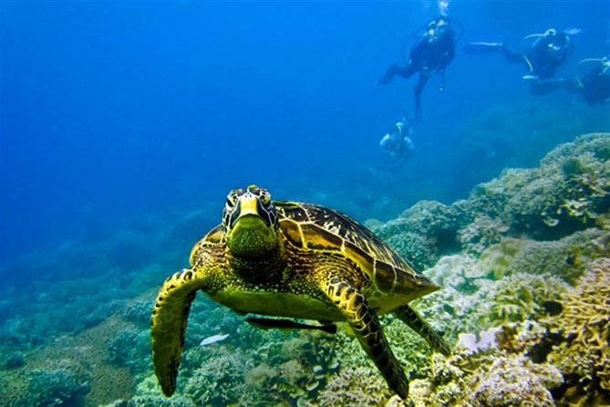Kisite Marine Park Private Boat Snorkeling with breakfast & Lunch - Searching for dolphins near Shimoni
