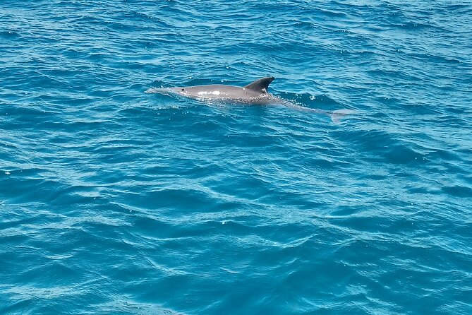 Kisite Mpunguti Day Trip. A day of Oceanic Wonders - What the $110 price really covers
