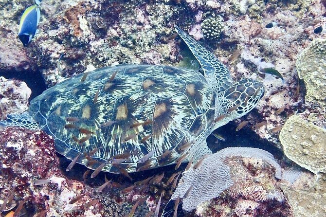 Kisite Mpunguti Day Trip. A day of Oceanic Wonders - Weak points and smart ways to manage them