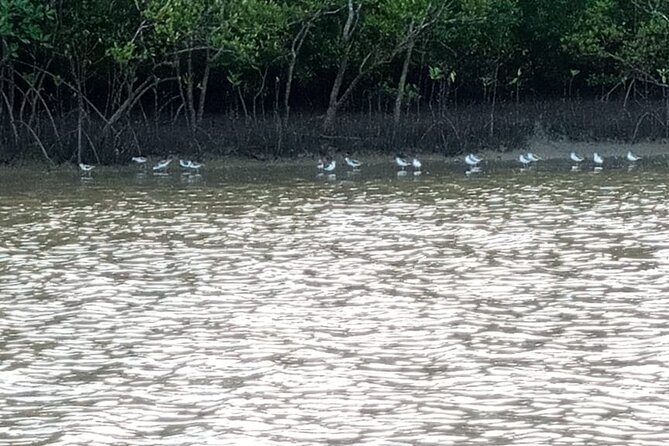 Kongo River Sunset Experience in Canoe - Following Kongo River through mangroves and palms