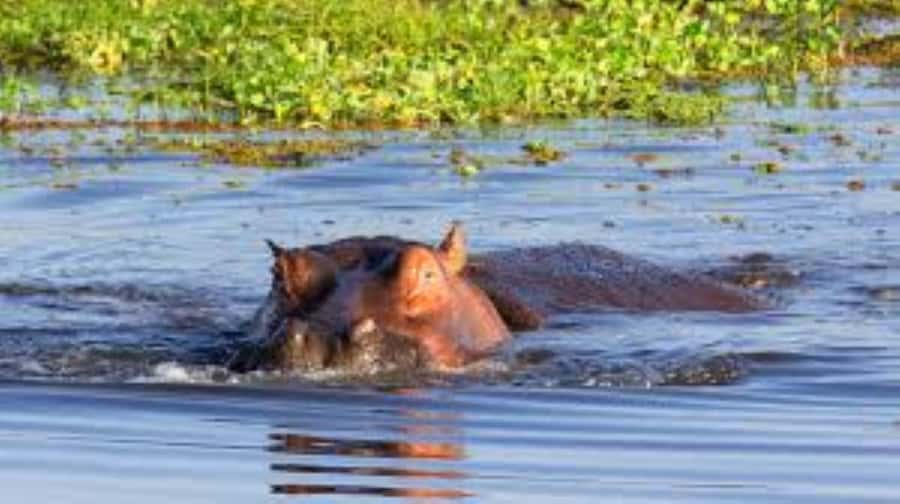 Lake Naivasha Adventure: Crescent Island with Boat Safari - Key details at a glance