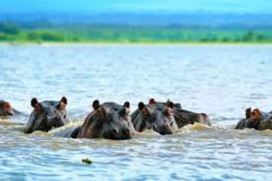 Lake Naivasha Adventure: Crescent Island with Boat Safari - Why Lake Naivasha makes a good short safari