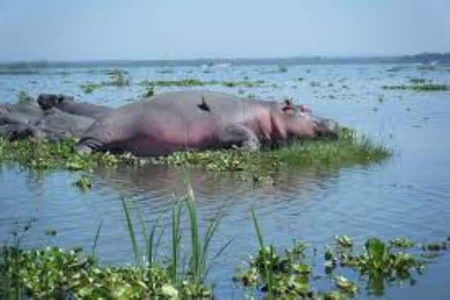 Lake Naivasha Adventure: Crescent Island with Boat Safari - Private groups, access, and day-to-day comfort