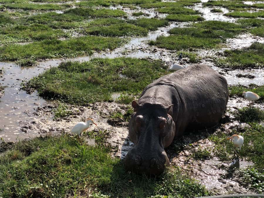 Lake Naivasha: Boat Ride and Crescent Island Guided Walk. AW - Key points to know before you book