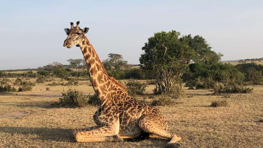 Lake Naivasha: Boat Ride and Crescent Island Guided Walk. AW - Reaching Crescent Island by boat or on foot