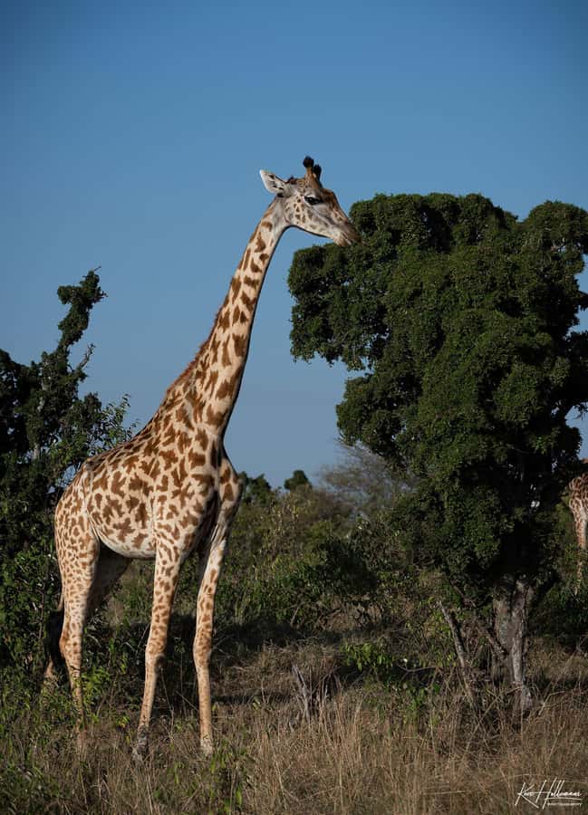 Lake Naivasha: Boat Ride and Crescent Island Guided Walk. AW - The 90-minute boat ride on Lake Naivasha