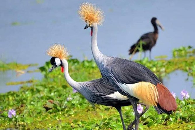 Lake Naivasha & Crescent island day trip. - From Nairobi to the Great Rift Valley