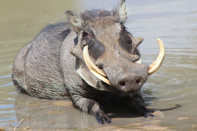 Lake Naivasha & Crescent island day trip. - Benson Kungus role in the experience