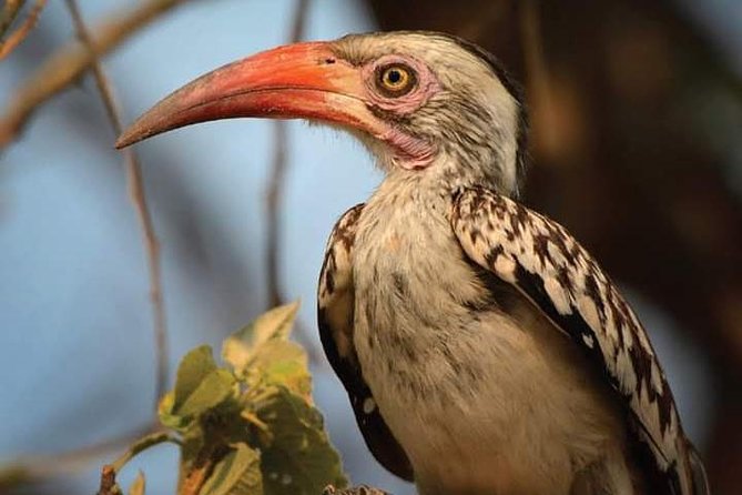 Lake Naivasha & Crescent island day trip. - Lake Naivasha and its birdlife