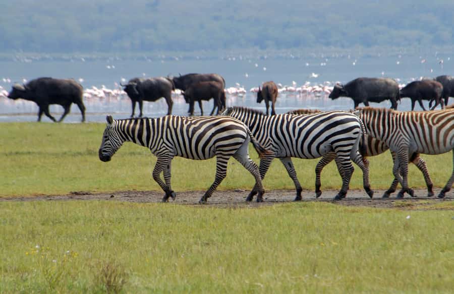 Lake Naivasha: Crescent Island Game Sanctuary - Why Crescent Island makes this trip different