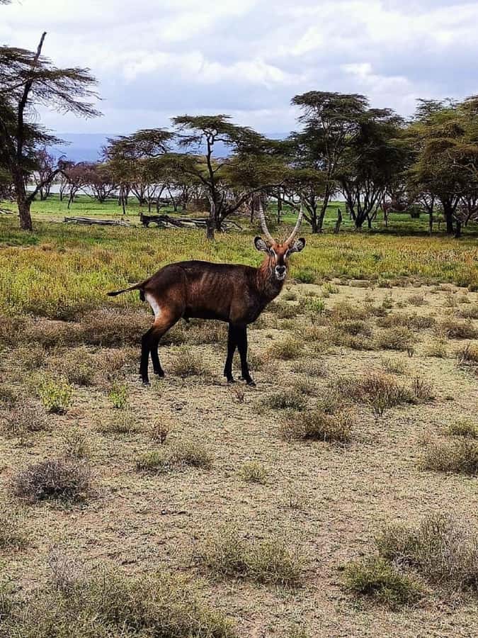 Lake Naivasha: Crescent Island Game Sanctuary - Timing, comfort, and what to bring