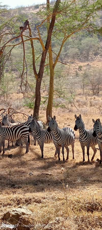 Lake Naivasha: Crescent Island Game Sanctuary - The drive from Nairobi and the Mahi Maiu escarpment