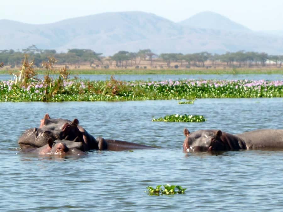 Lake Naivasha day tour including crescent island - Key details before you book