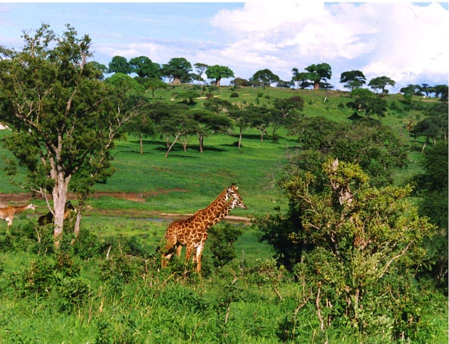 Lake Naivasha day tour including crescent island - Why this makes a good Nairobi day trip