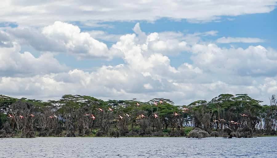 Lake Naivasha day tour including crescent island - Walking among wildlife on Crescent Island