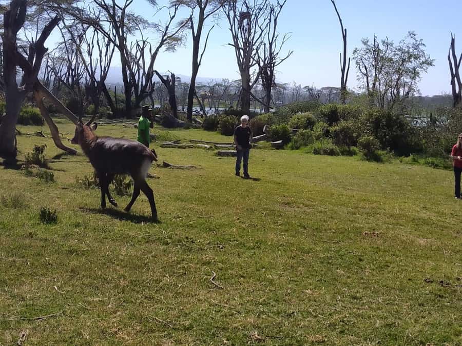 Lake Naivasha day tour including crescent island - Seeing Lake Naivasha from the water