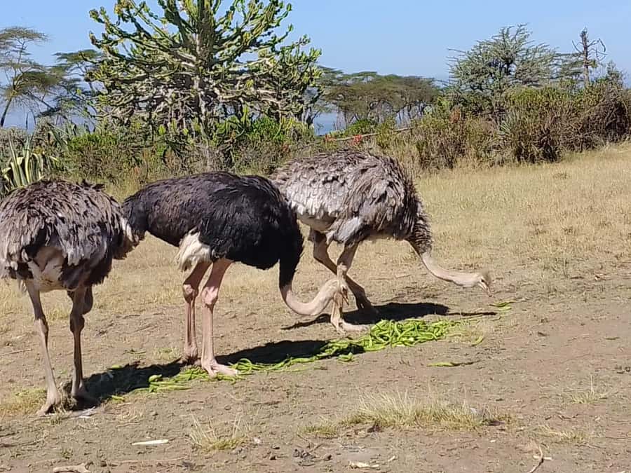 Lake Naivasha day tour including crescent island - What the $110 price really covers