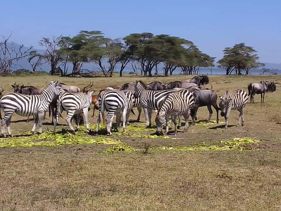 Lake Naivasha day tour including crescent island - Service, timing, and the small-group advantage
